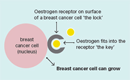 Mixed Hormone Receptor (ER+/PR- Or ER-/PR+) Breast Cancer Prognosis